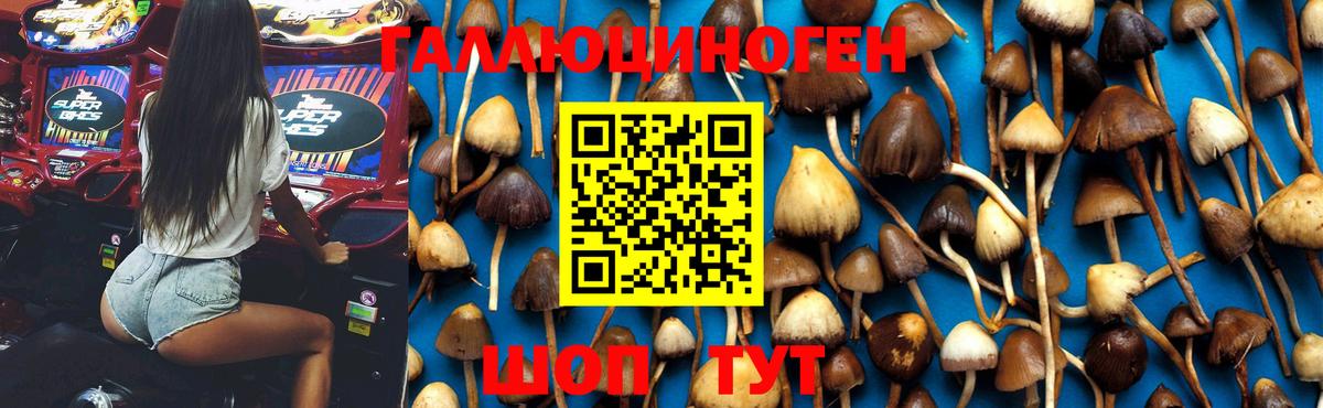 Псилоцибиновые грибы Psilocybine cubensis Жигулёвск